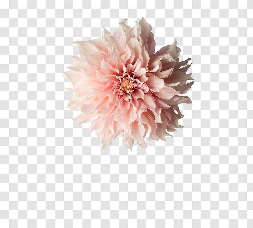 Pink Flowers Photography Dahlia - Flower - 情人节玫瑰 Transparent PNG