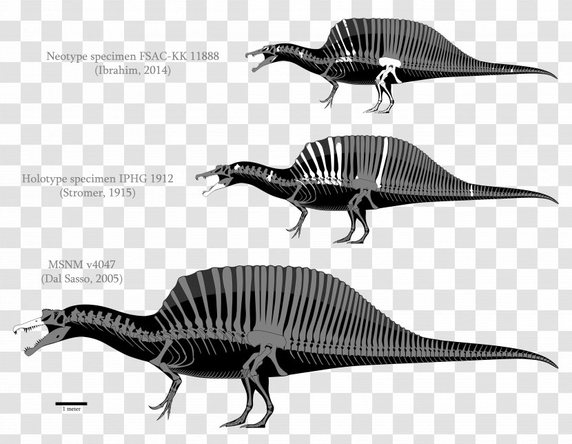 Spinosaurus Tyrannosaurus Baryonyx Carcharodontosaurus Giganotosaurus - Dinosaur Transparent PNG