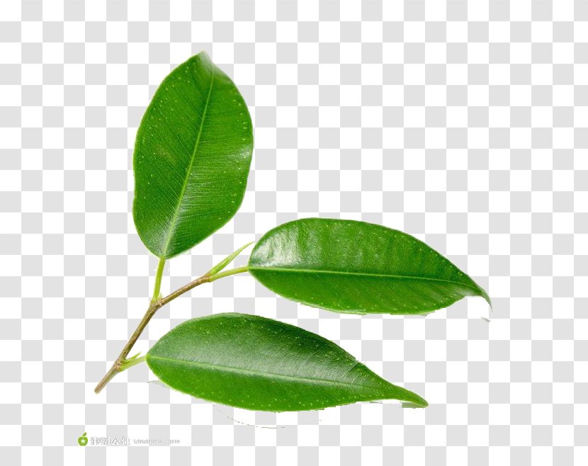 Leaf Green Tree Plant - Bladnerv - Delicate Leaves Transparent PNG