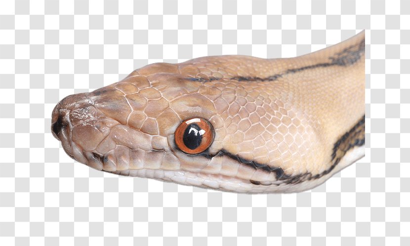 Boa Constrictor Snakebite Angry Anaconda Attack Sim 3D Boomslang - Scaled Reptile - Snake Transparent PNG