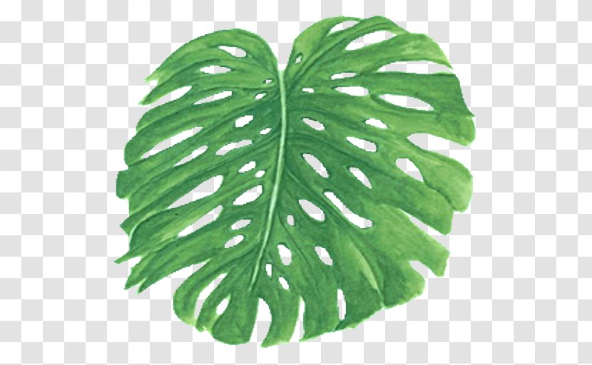Leaf Frond Arecaceae Clip Art - Seamless Transparent PNG