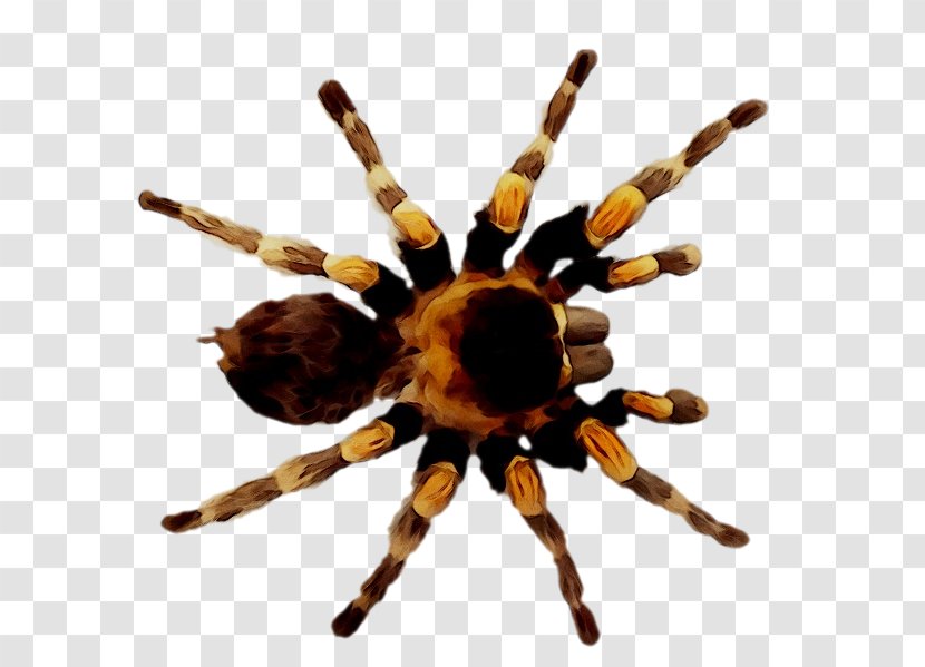 Spider Silk Tarantula Azad Azerbaijan TV Species - Tree - Pest Transparent PNG