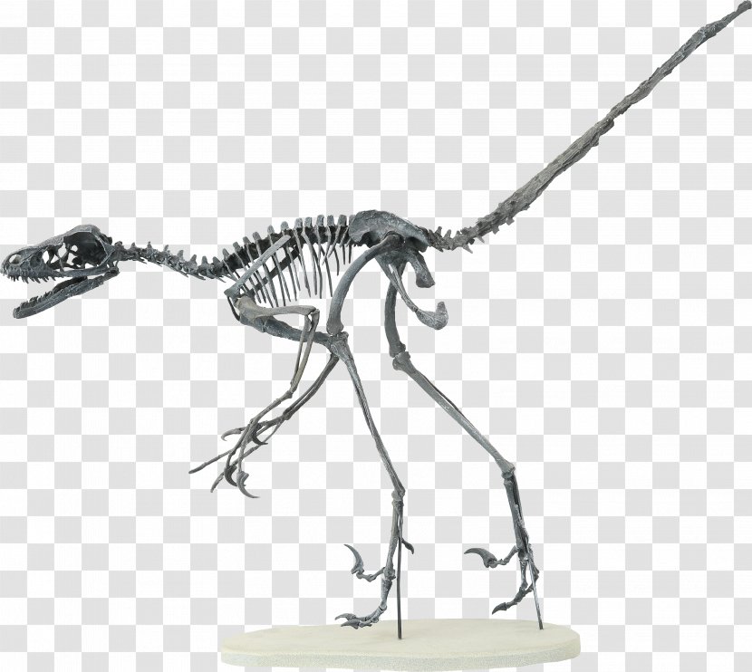 Velociraptor Bambiraptor Human Skeleton Theropods Transparent PNG