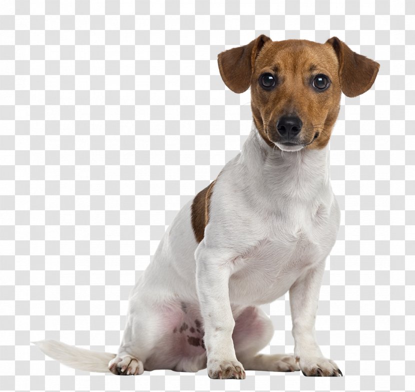 Jack Russell Terrier Parson Staffordshire Bull American Puppy - Tenterfield - Dogs Transparent PNG