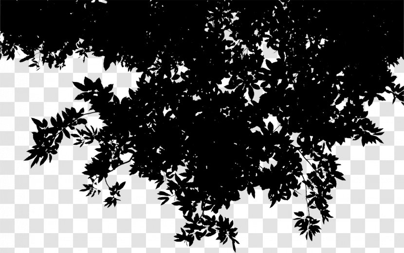 Desktop Wallpaper Computer Silhouette Leaf Sky - Photography - Woody Plant Transparent PNG