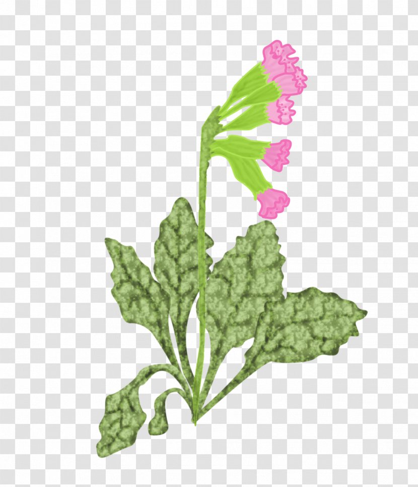 Grapevine Leaf Vegetable Herbaceous Plant Herbalism - Stem Transparent PNG