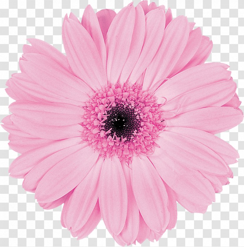 Transvaal Daisy Pink Cut Flowers Floristry - Gerbera Transparent PNG