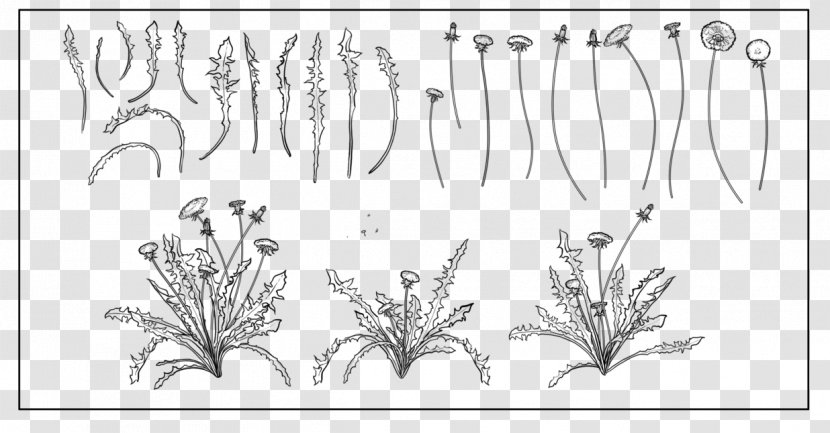 Drawing Line Art Photography - Flowering Plant - Dandelion Seeds Transparent PNG