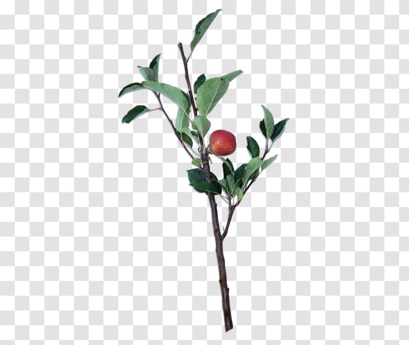 Twig Plant Stem Leaf Flowerpot Fruit - Branch Transparent PNG