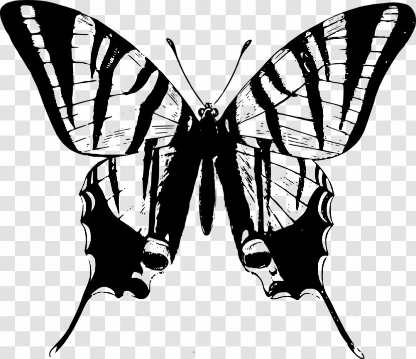 Iron Butterfly T-shirt Swallowtail - Monarch - Border Transparent PNG