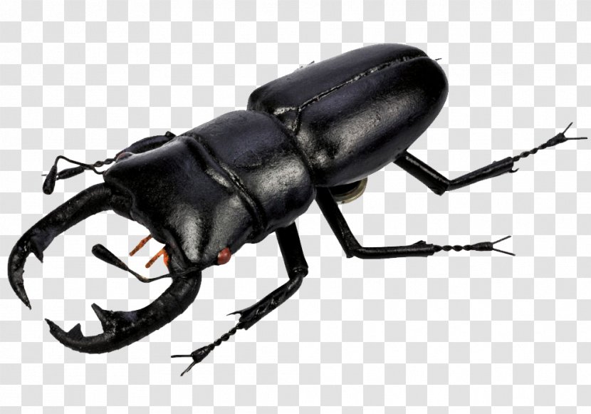 Beetle Clip Art - Pic Transparent PNG