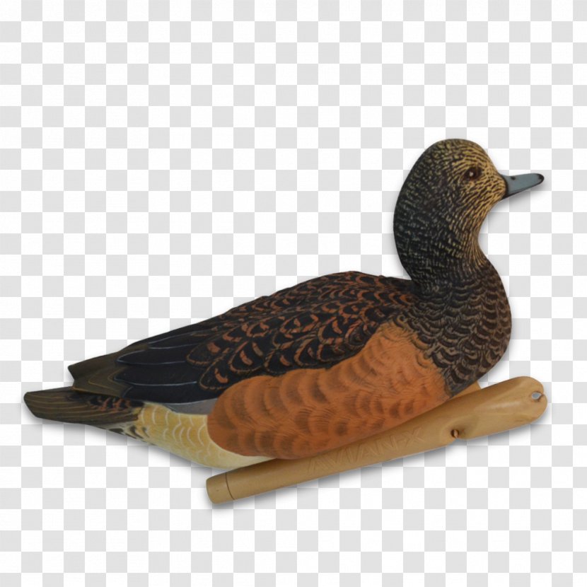 Mallard Duck Eurasian Wigeon Hunting Goose - Feather - New Autumn Products Transparent PNG