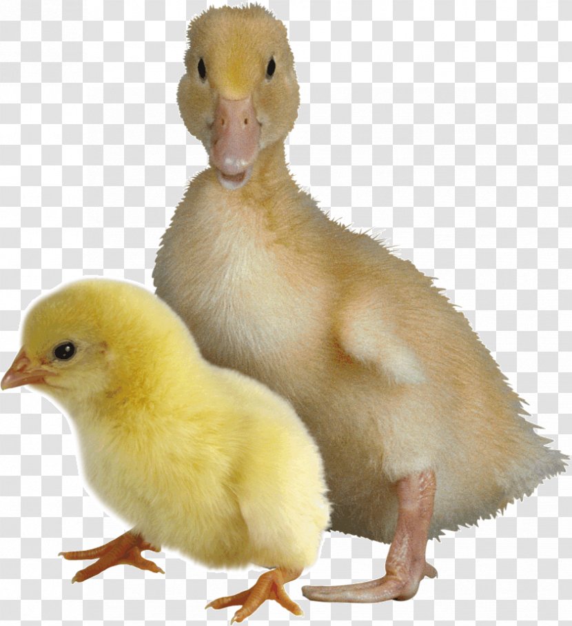 Duck Goose Chicken Bird Broiler Transparent PNG