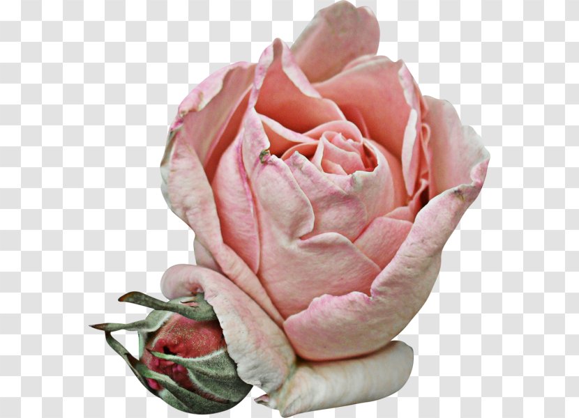 Garden Roses Cabbage Rose Petal Pink Flower - Family Transparent PNG