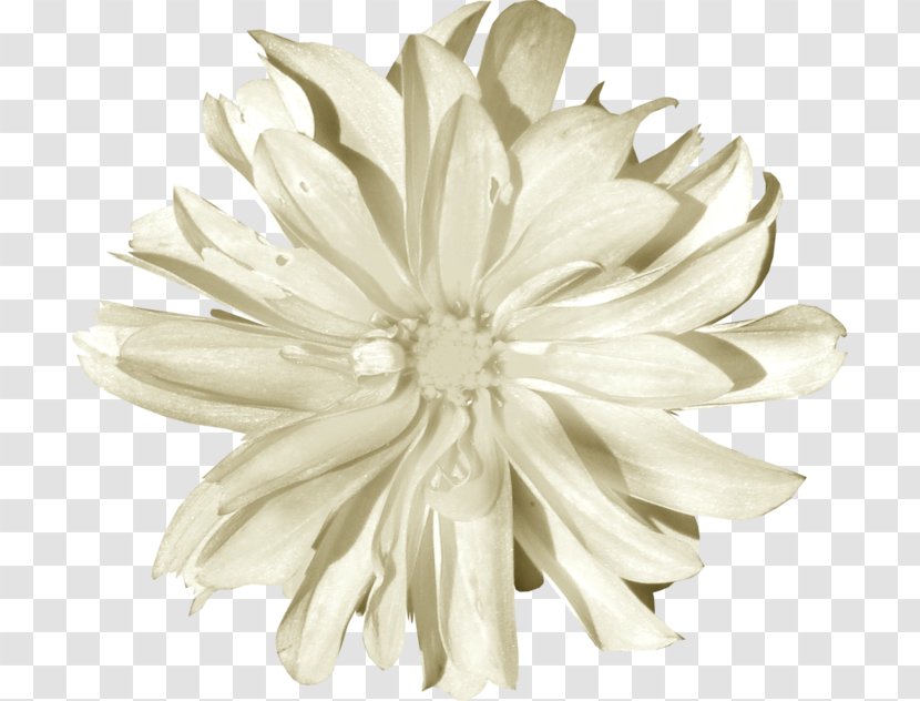Chrysanthemum White Image Petal Transparent PNG