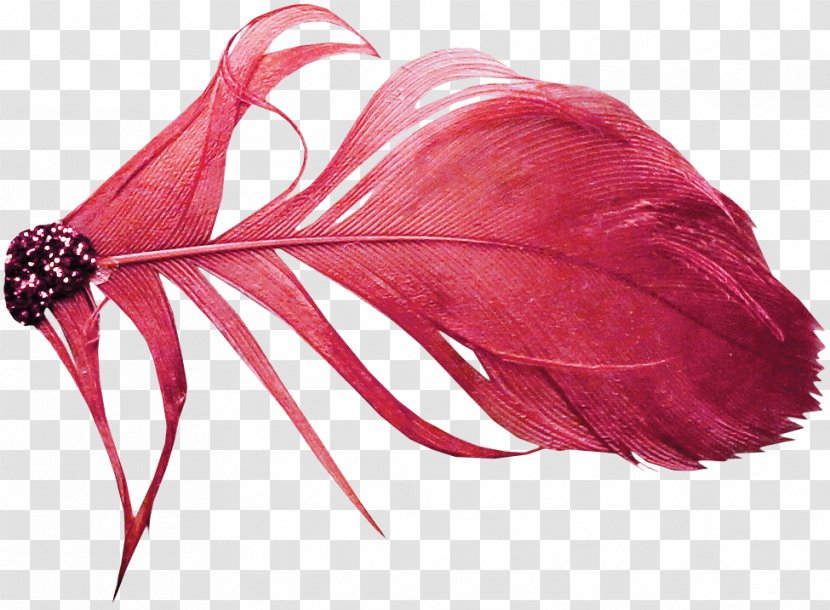 Red Feather Color Transparent PNG