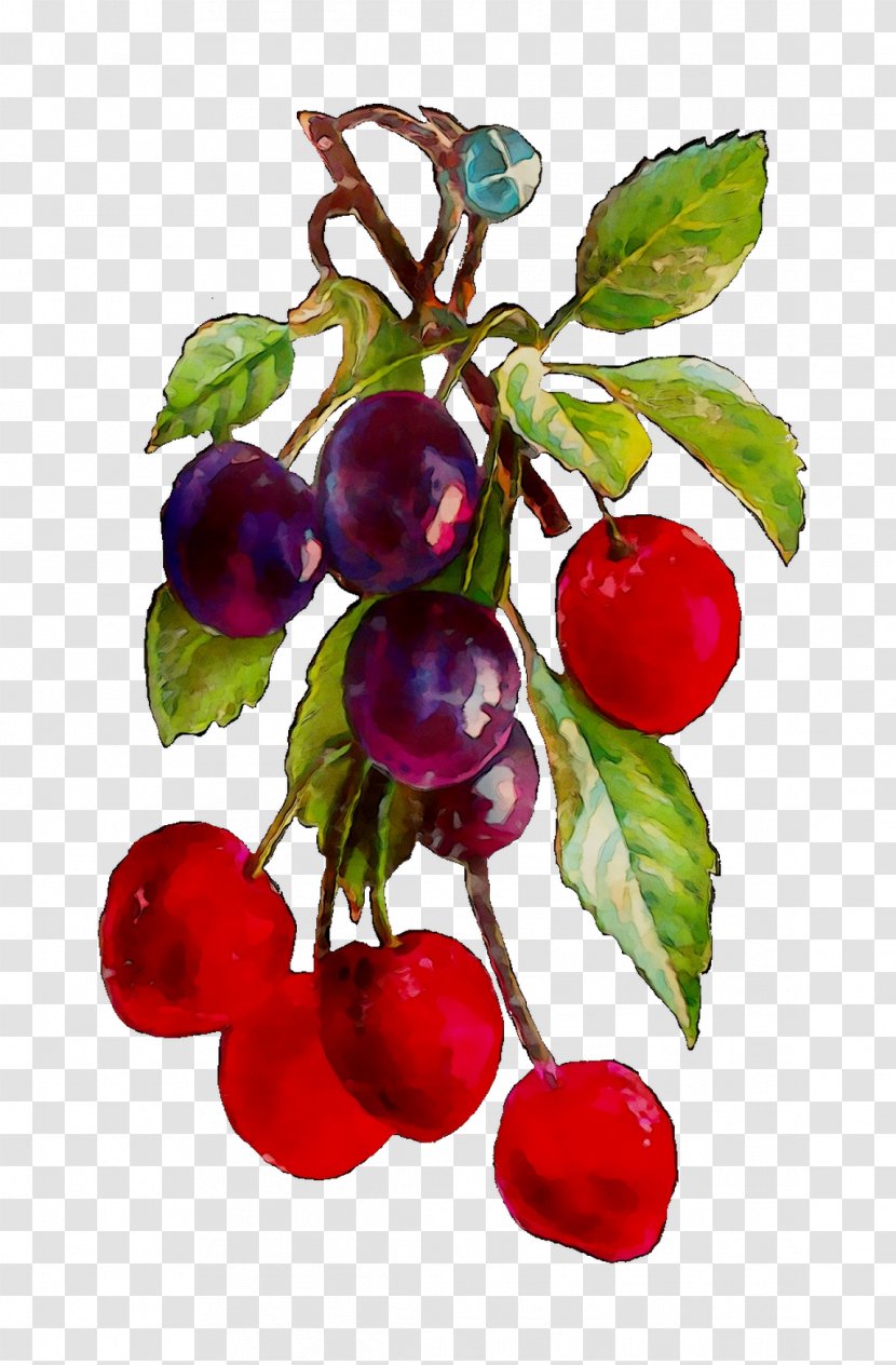 Lingonberry Cranberry Bilberry Damson Berries - Plant - Apple Transparent PNG