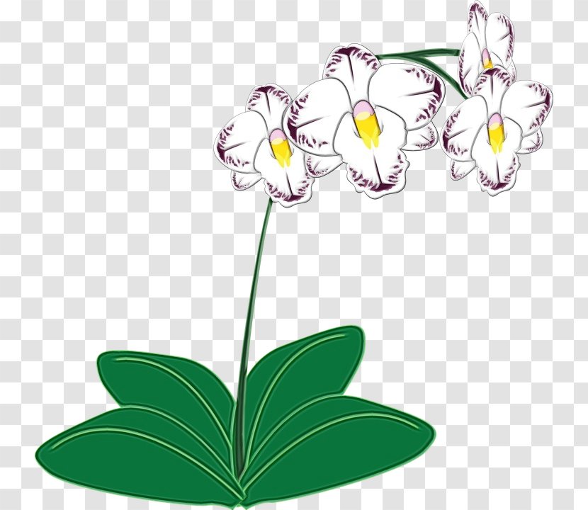 Orchid Flower - Orchids - Wildflower Plant Stem Transparent PNG