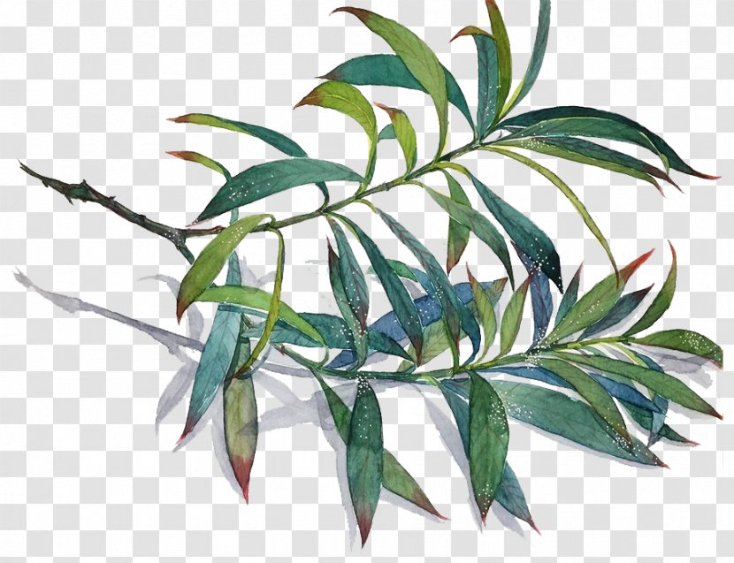 Common Lophatherum Leaf Bamboo Branch - Designer - Hand-painted Leaves Material Transparent PNG