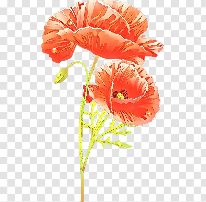 Orange - Red - Oriental Poppy Coquelicot Transparent PNG