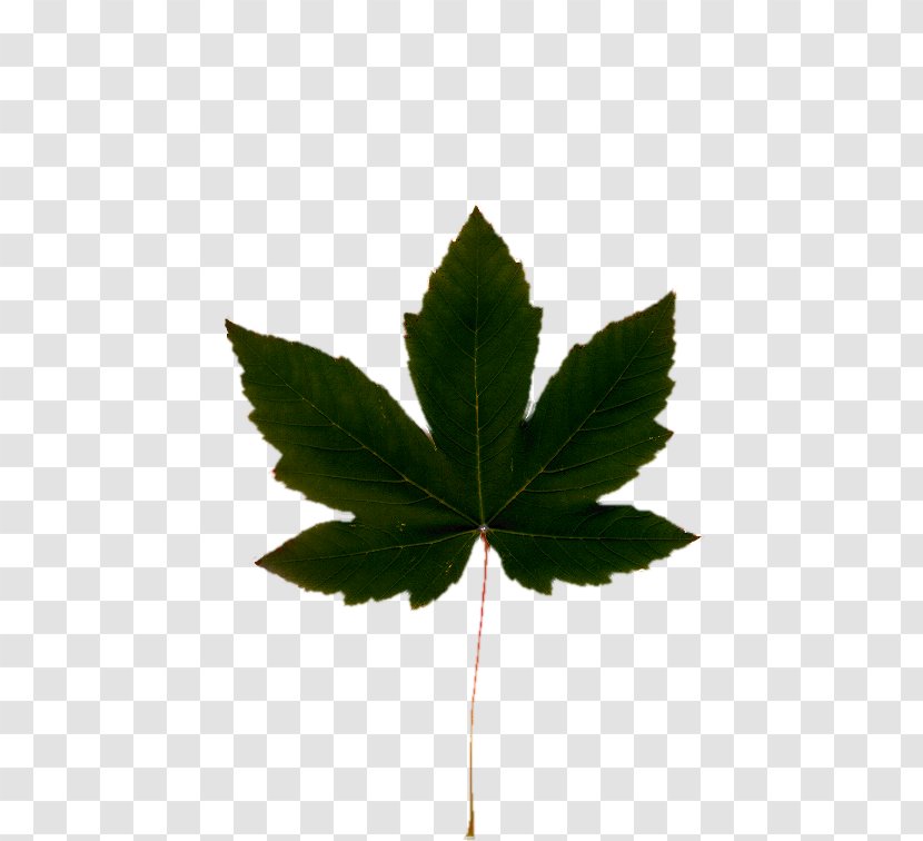 Cannabis Leaf Hemp Oil Clip Art - Leaves Shading Transparent PNG
