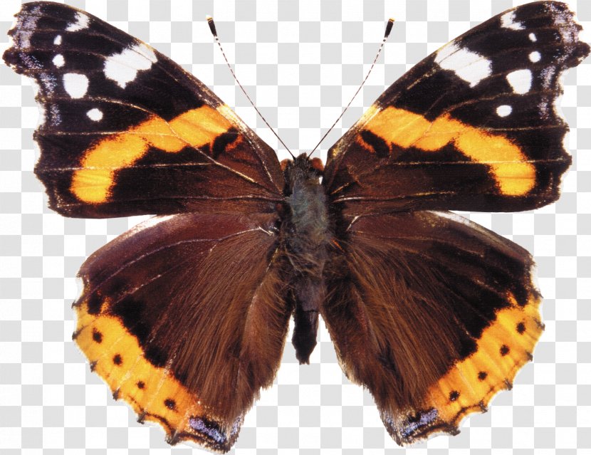 Butterfly Red Admiral Insect Royalty-free Photography - Butterflies And Moths Transparent PNG