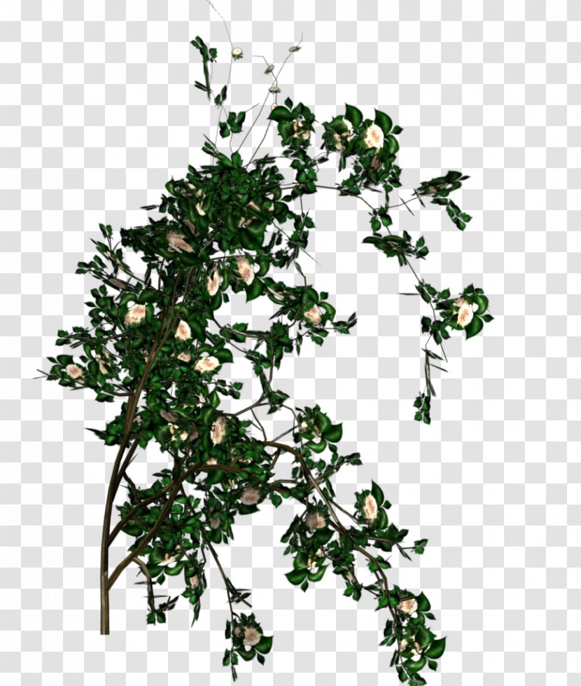 Rose Shrub Branch Leaf Tree - Ornamental Plant - White Transparent PNG
