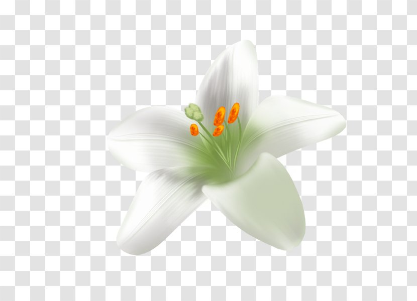 Download Plant Icon - Silhouette - Lily Transparent PNG