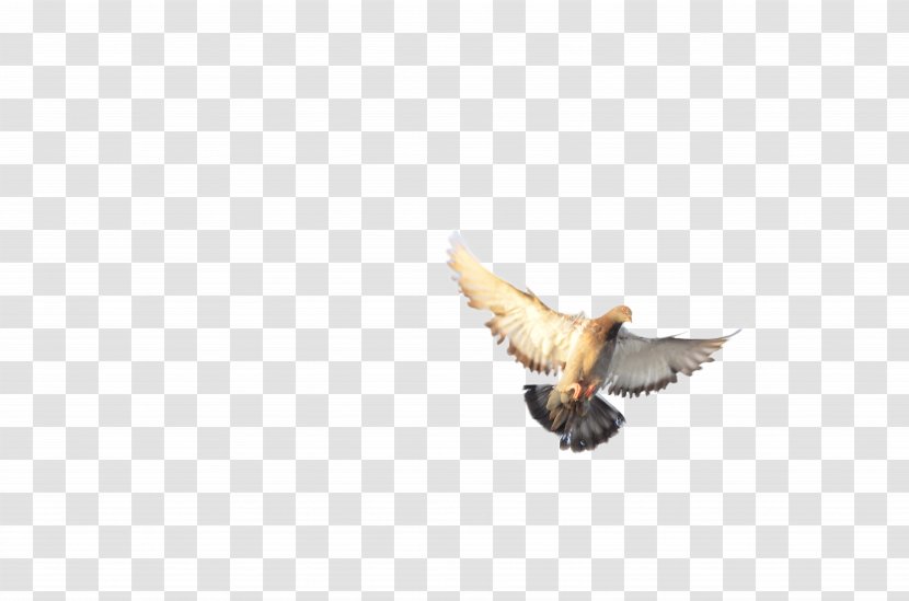 Bird Of Prey Accipitriformes Eagle Beak - 22 Transparent PNG