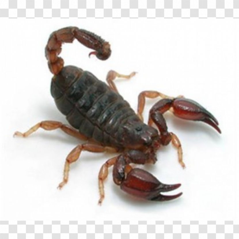 Emperor Scorpion Amazon Rainforest Urodacus Manicatus Elongatus - Arthropod - Seller Transparent PNG