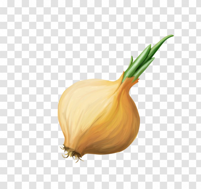 Garlic Shallot Yellow Onion Vegetable Transparent PNG
