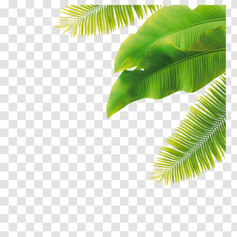 Palm Trees Clip Art Leaf Image - Drawing Transparent PNG