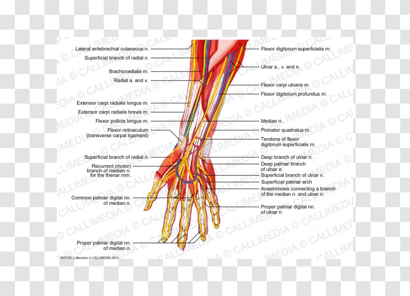 Radial Nerve Muscle Blood Vessel Forearm - Cartoon - Hand Transparent PNG