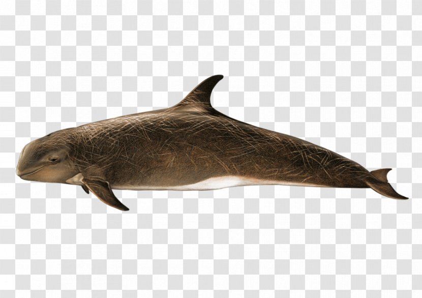 Tucuxi Porpoise Dolphin - Seals - A Transparent PNG