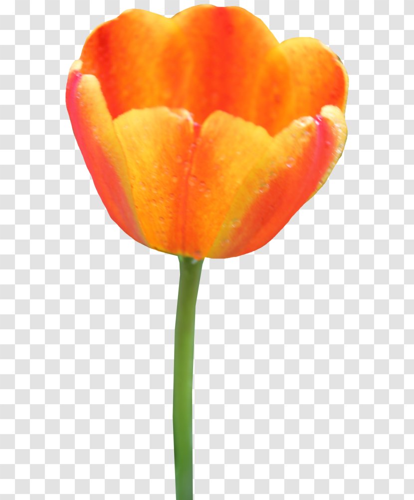 Tulip Clip Art Flower Image - Petal Transparent PNG