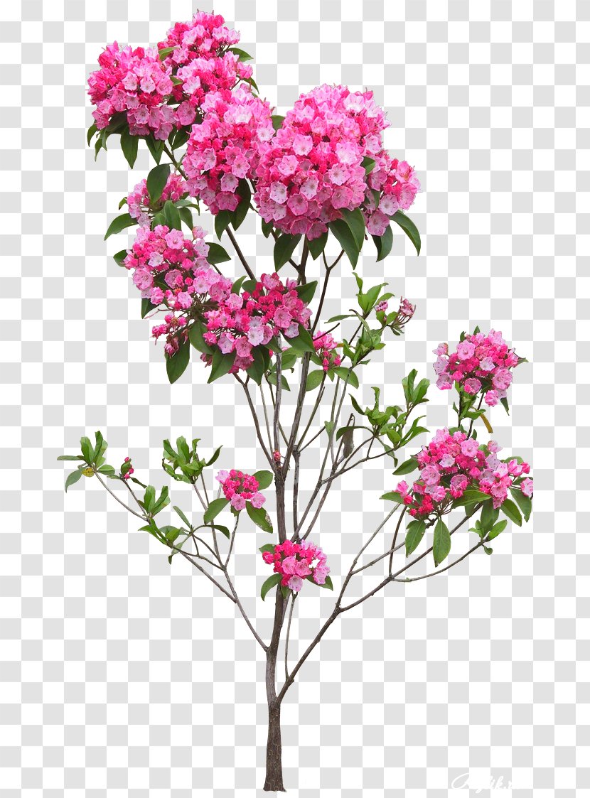 Indoor Plants & Hanging Baskets Flower Rose Shrub - Pink Family - Garden Transparent PNG