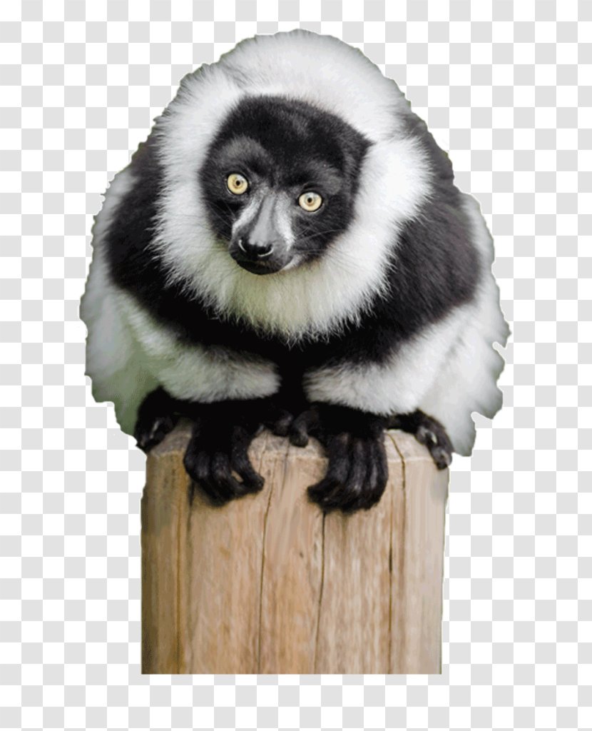 Ruffed Lemurs Primate Crowned Lemur Black Transparent PNG
