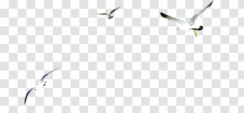 White Brand Beak Pattern - Bird Transparent PNG