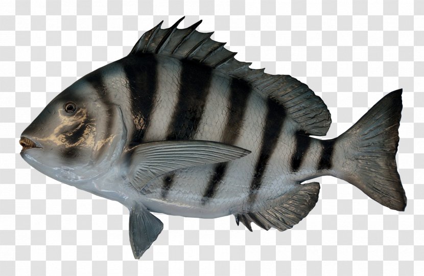 Fish As Food - Tilapia Transparent PNG
