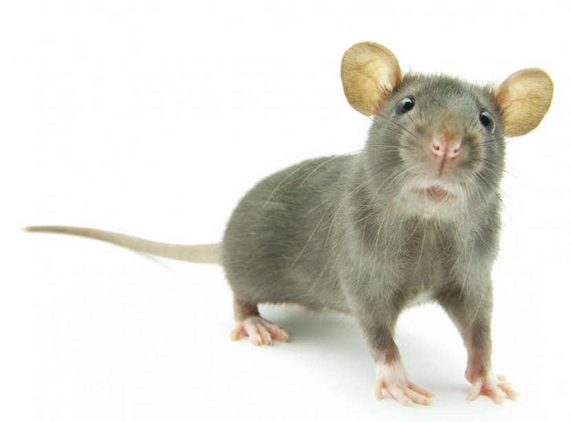 Rat Mouse Rodent Pest Control Health - Dormouse - & Transparent PNG