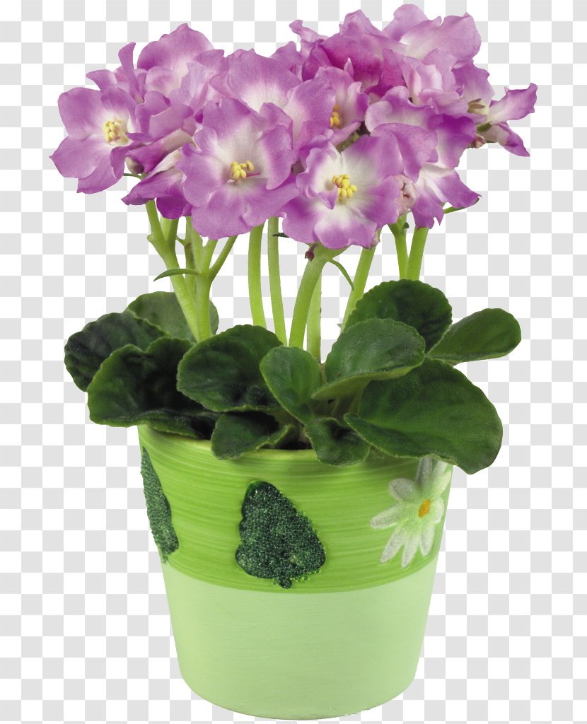 Flowerpot African Violets - Primula - Floral Design Transparent PNG