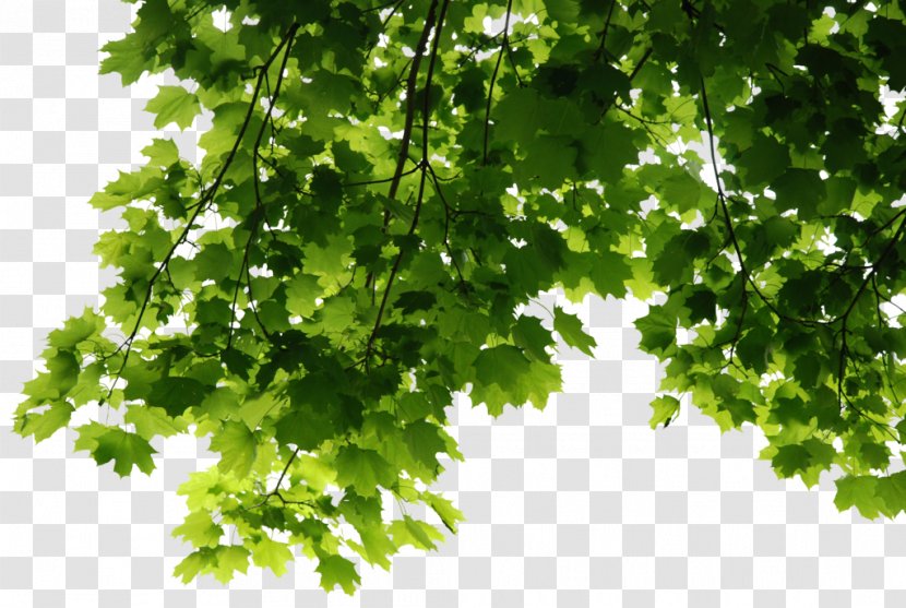 Tree Leaf - Drawing - Leaves File Transparent PNG