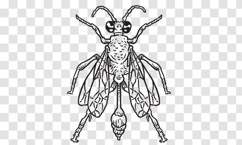 Insect Pest Yellowjacket Wasp Mud Dauber Transparent PNG