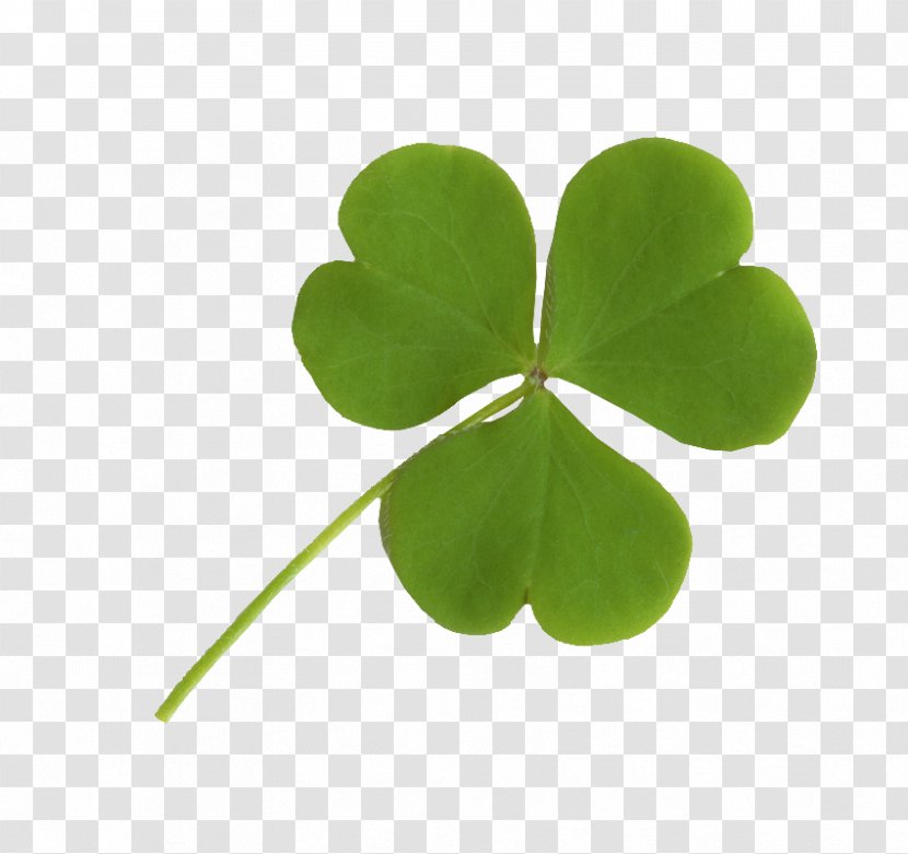 Ireland Shamrock Four-leaf Clover - Fourleaf Transparent PNG