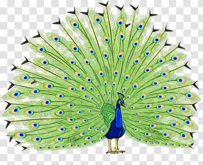 Watercolor Background - Indian Peafowl - Wildlife Tail Transparent PNG