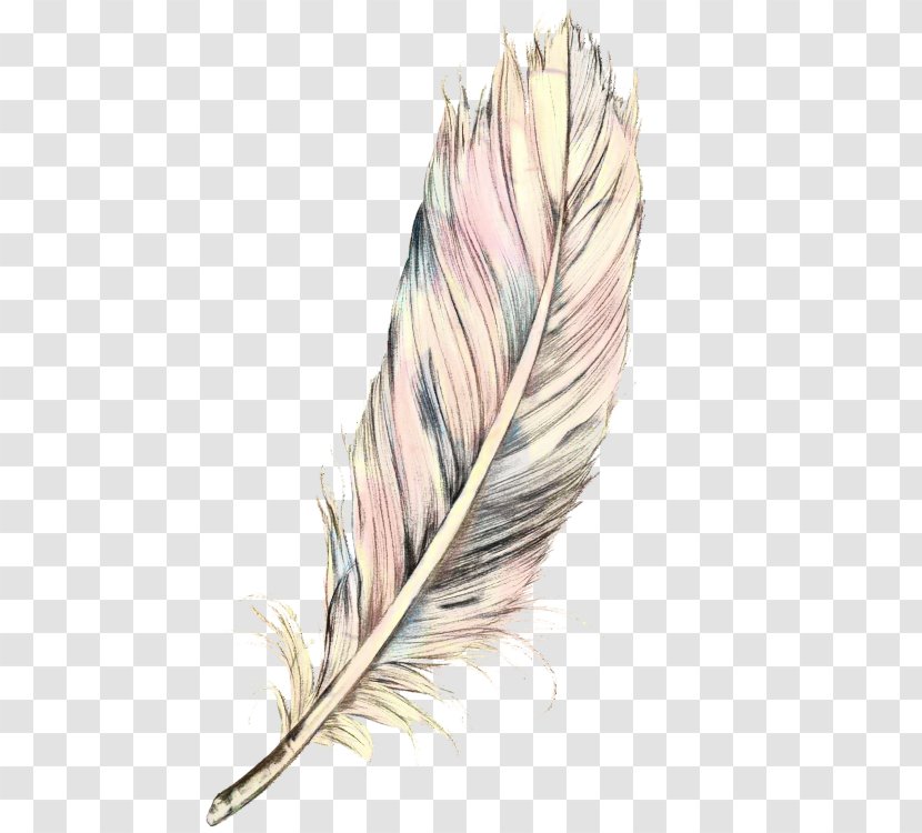 Writing Cartoon - Quill - Pen Wing Transparent PNG