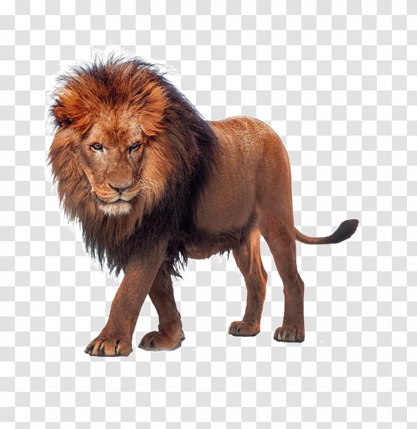 Lion Download - Mammal - King Of The Beasts Transparent PNG