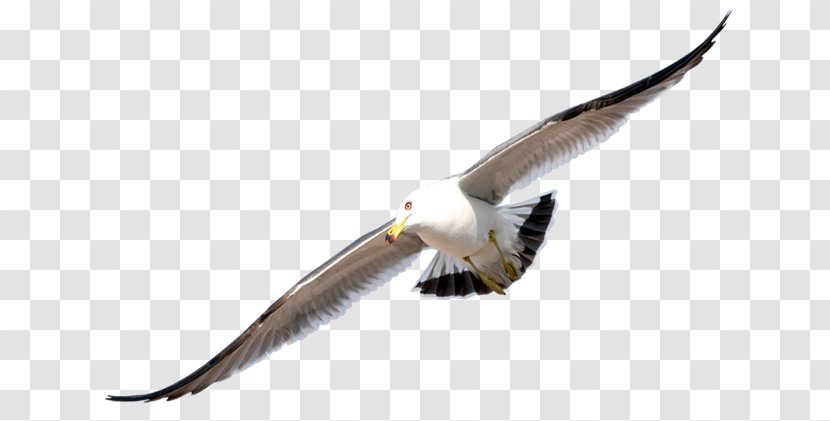 Gulls Bird Flight Clip Art - Falcon Transparent PNG