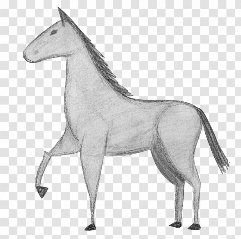 Mule Foal Stallion Pony Rein - Mustang Transparent PNG