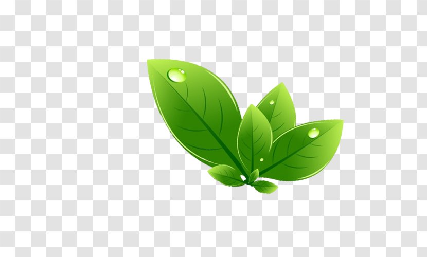 Leaf Green - Plant Transparent PNG